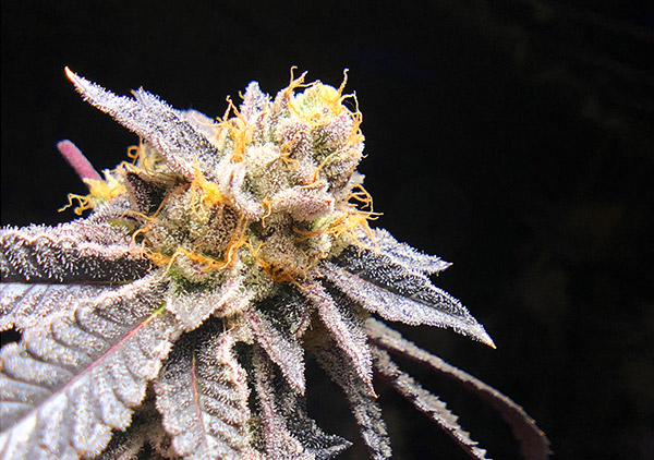 Platinum Animal Cookies